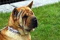 Neue Bult 075